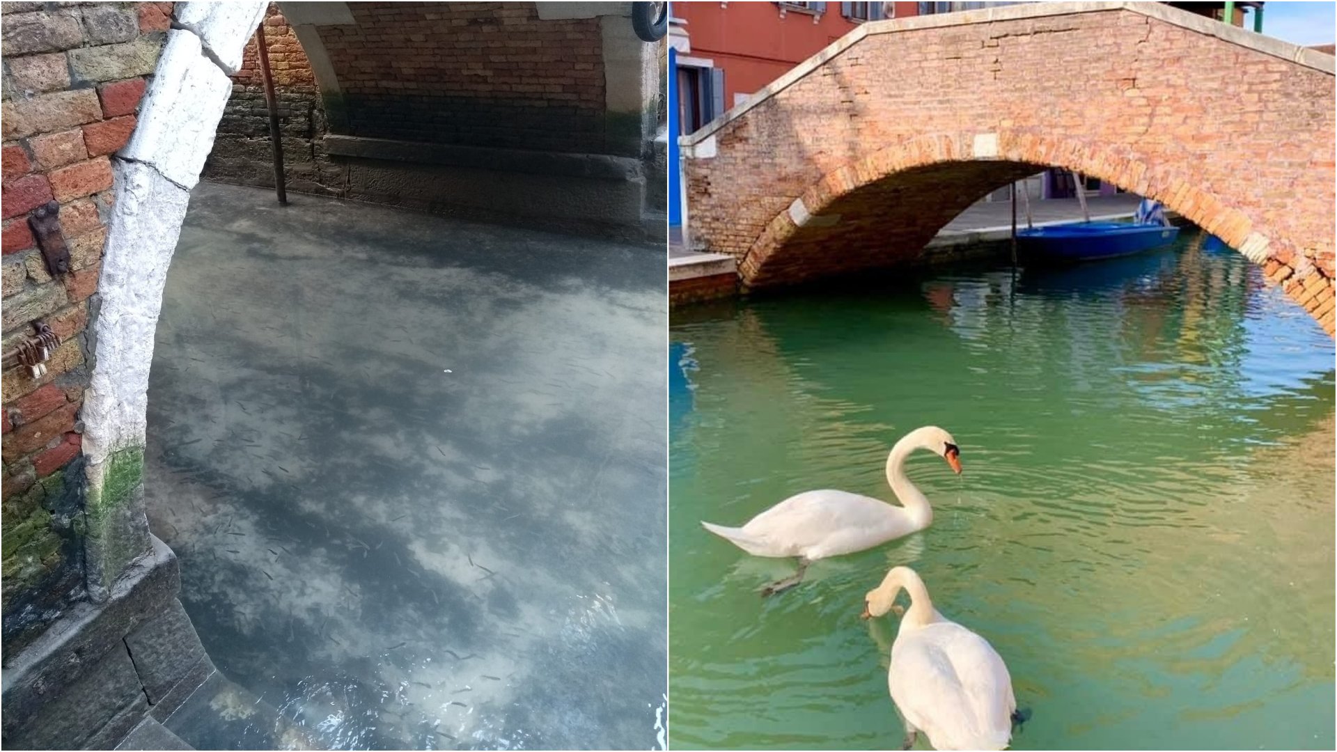 Golfinhos, cisnes e peixes aparecem nos canais de Veneza após isolamento por coronavírus