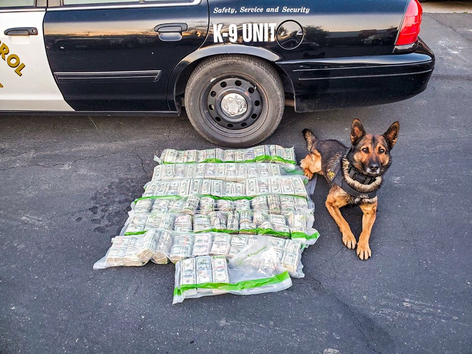 Policial encontra caixas com quase U$ 1 mi em estrada durante perseguição auxiliada por cachorro