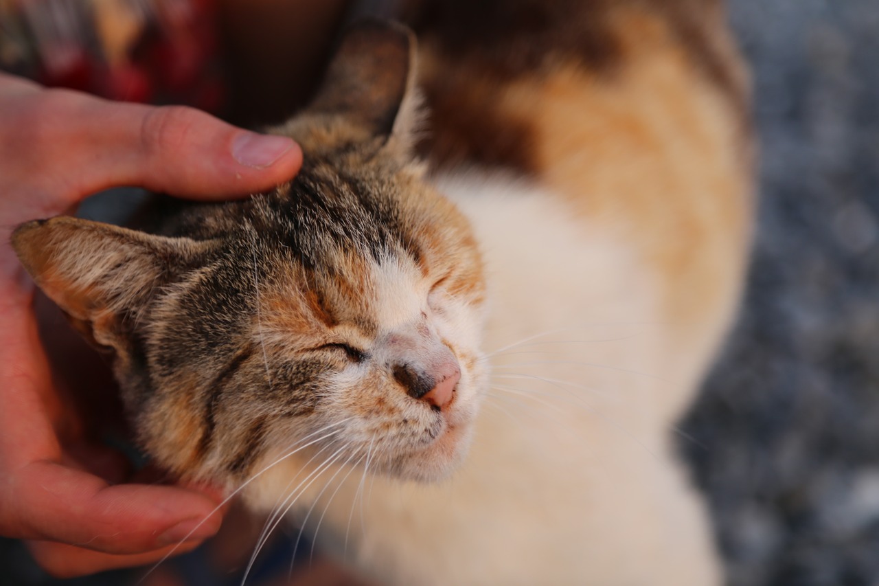 Gato com manchas em formato de coração conquista a web; veja as fotos!