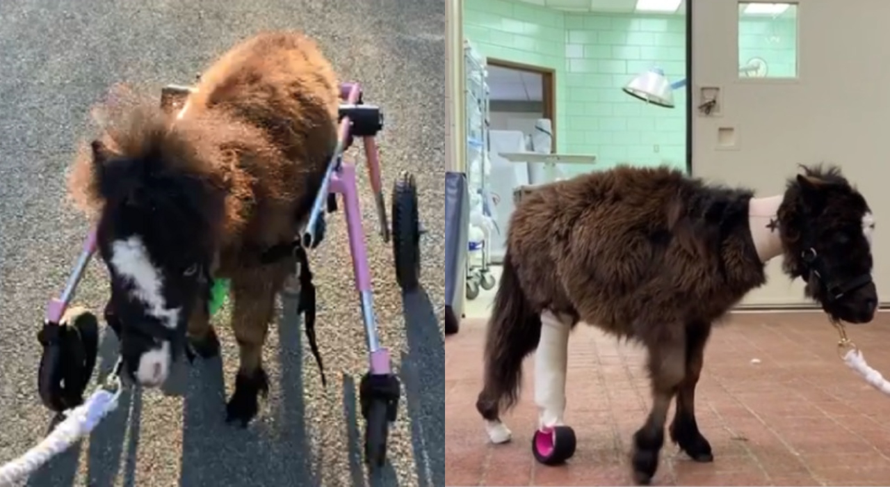 Cavalo miniatura volta a andar após receber cadeira de rodas; veja