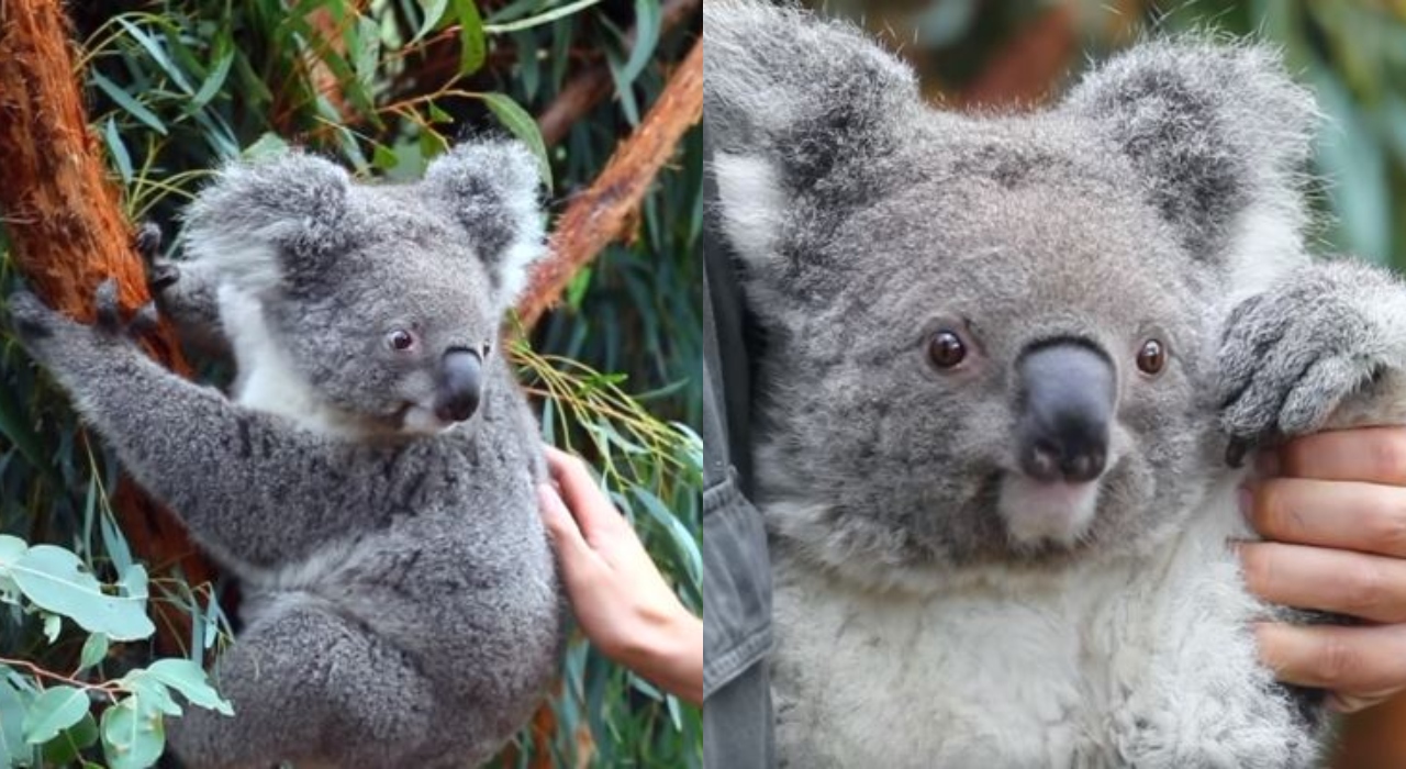 Zoológico na Austrália comemora nascimento de primeiro bebê coala desde incêndios florestais