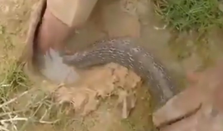 Homem ensina a pescar usando cobra como “isca”; veja o vídeo