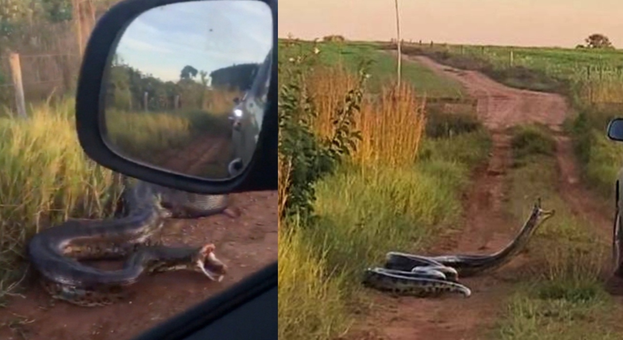 Cobra gigantesca tenta ‘dar o bote’ em motorista que dirigia com o braço para fora