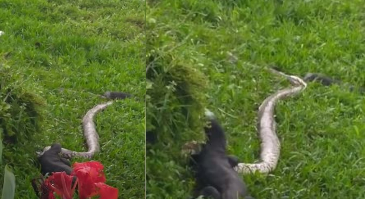 Morador registra lagarto devorando cobra gigante em Singapura; veja