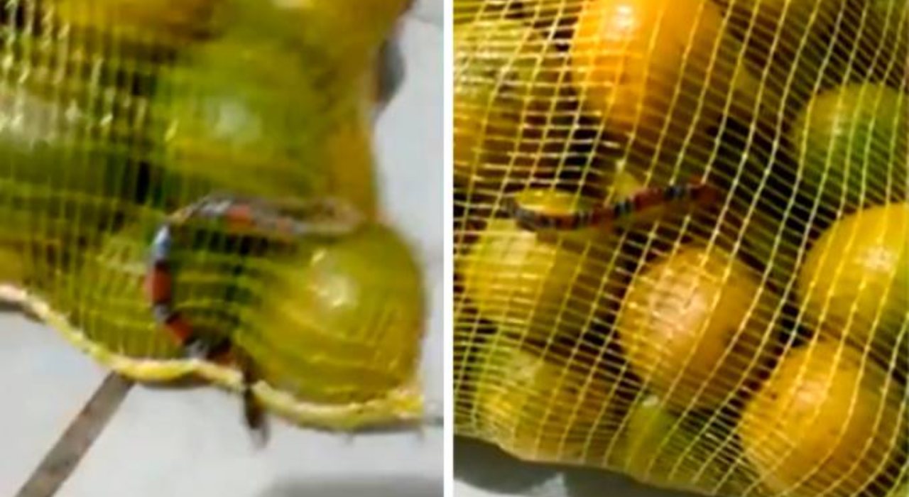 Mulher é surpreendida por cobra dentro de saco de laranja; veja
