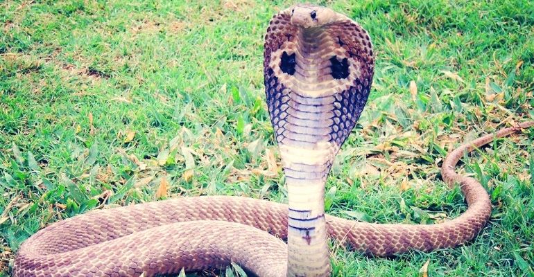 Estudante picado por cobra naja é preso em Brasília