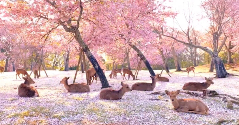 Parque no Japão é templo de paz dos cervos em meio a cerejeiras