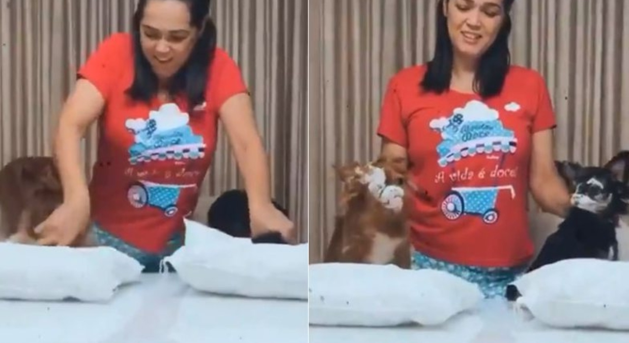 Mulher reproduz ‘desafio da farinha’ com cachorros e é acusada de maus-tratos