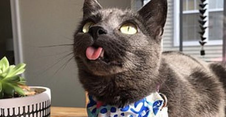 Gatinha encanta por ter a língua sempre pendurada para fora da boca