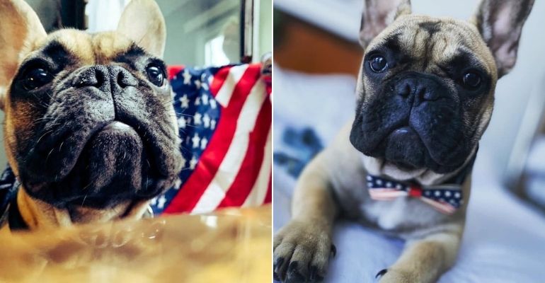 Cidade norte-americana elege cachorro como prefeito com recorde de votos