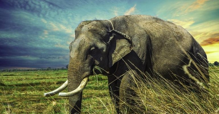 Guarda florestal morre após ser atingido por elefante de 3,5 toneladas