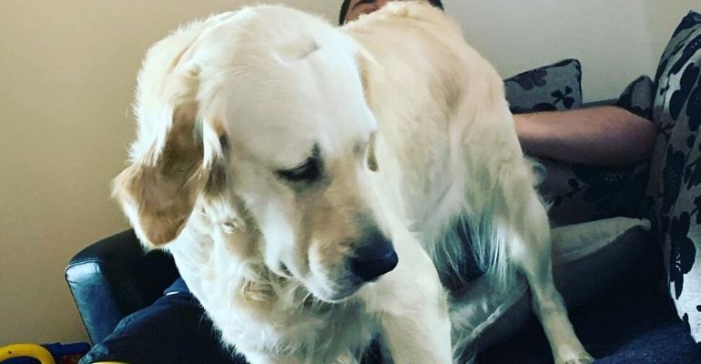 Cachorro fica parecendo um cofrinho de moedas após acidente no “cabeleireiro”