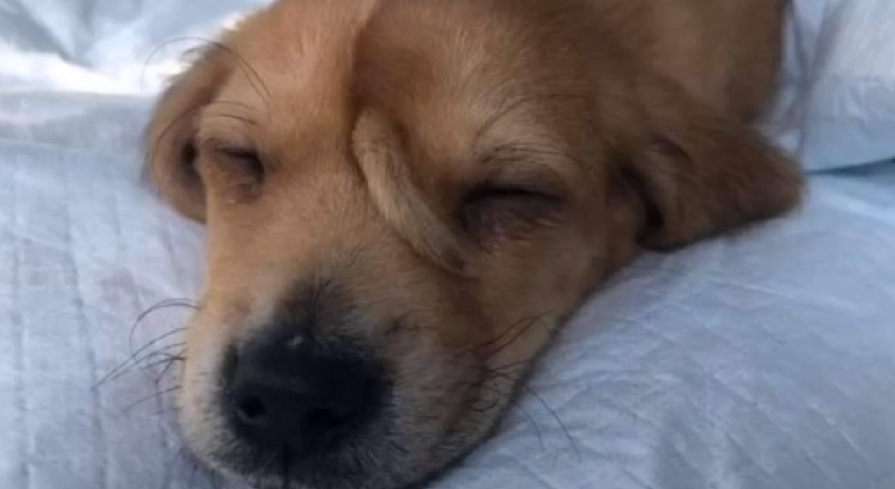 Filhote de cachorro com rabo na testa tem processo de adoção interrompido para evitar pessoas oportunistas