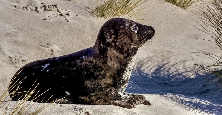 Turistas espancam foca para que crianças possam tirar fotos com o animal inconsciente; assista
