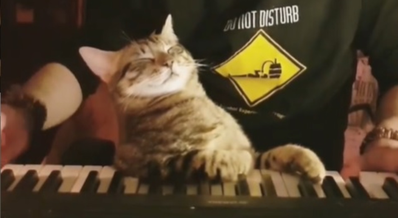 Gato “pianista” toca instrumento com o dono e encanta a web