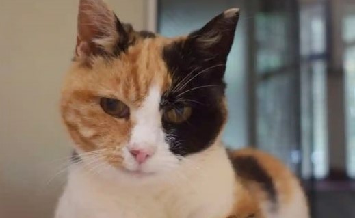 Gato é reencontrado pelos donos após 12 anos desaparecido