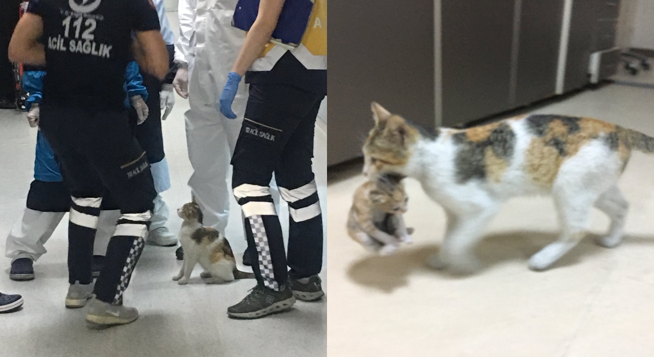 Em busca de ajuda, gata leva filhote doente até emergência de hospital; veja