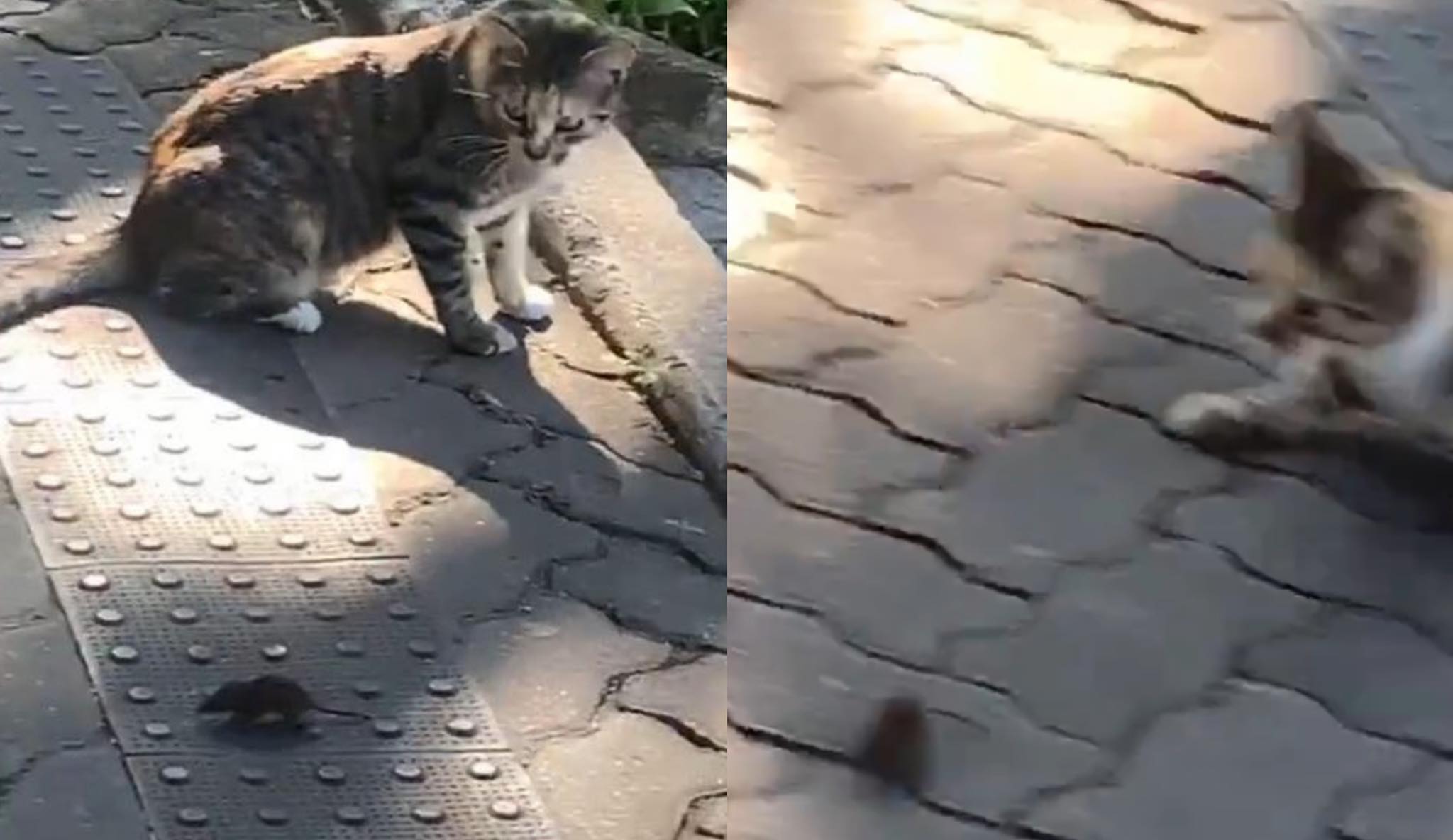 Gabi Martins, do BBB20, flagra “briga” de gato e rato nos Estúdios Globo: ‘Que chique’
