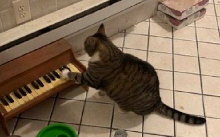 Gato “pianista” toca o instrumento para avisar que está com fome; veja o vídeo