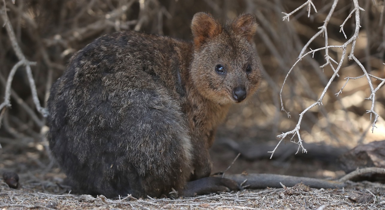 Cerca de 800 passageiros de um cruzeiro ficarão de quarentena em ilha australiana tomada por quokkas