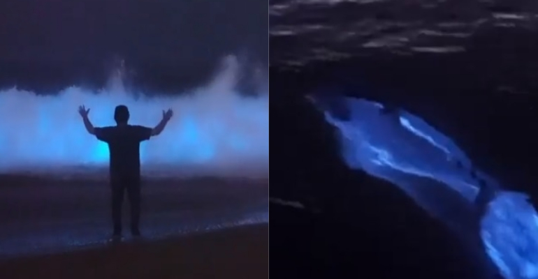 Fotógrafo retrata golfinhos brilhantes em visita noturna à praia