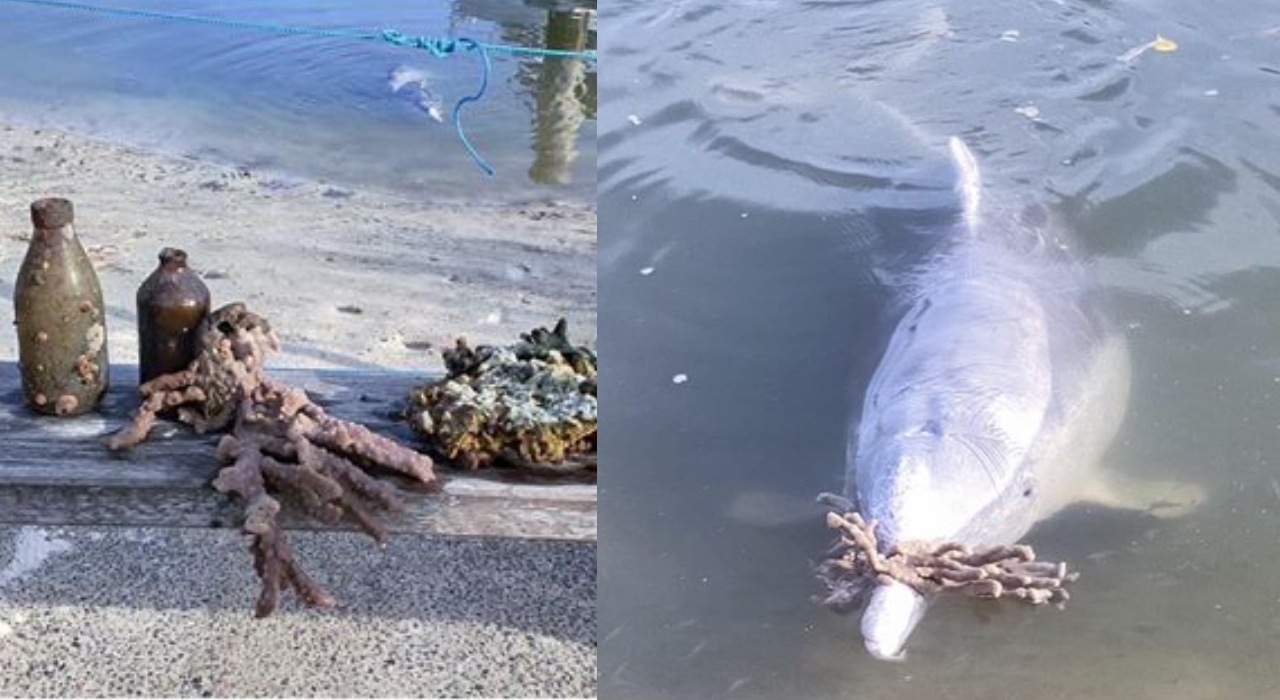Com saudade de humanos, golfinhos deixam ‘presentes’ em praia na Austrália
