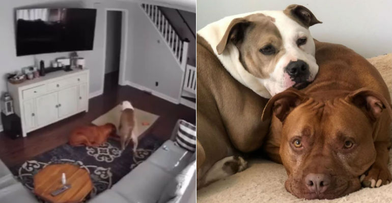 Câmera flagra cachorro trazendo sua cama para seu irmão doente