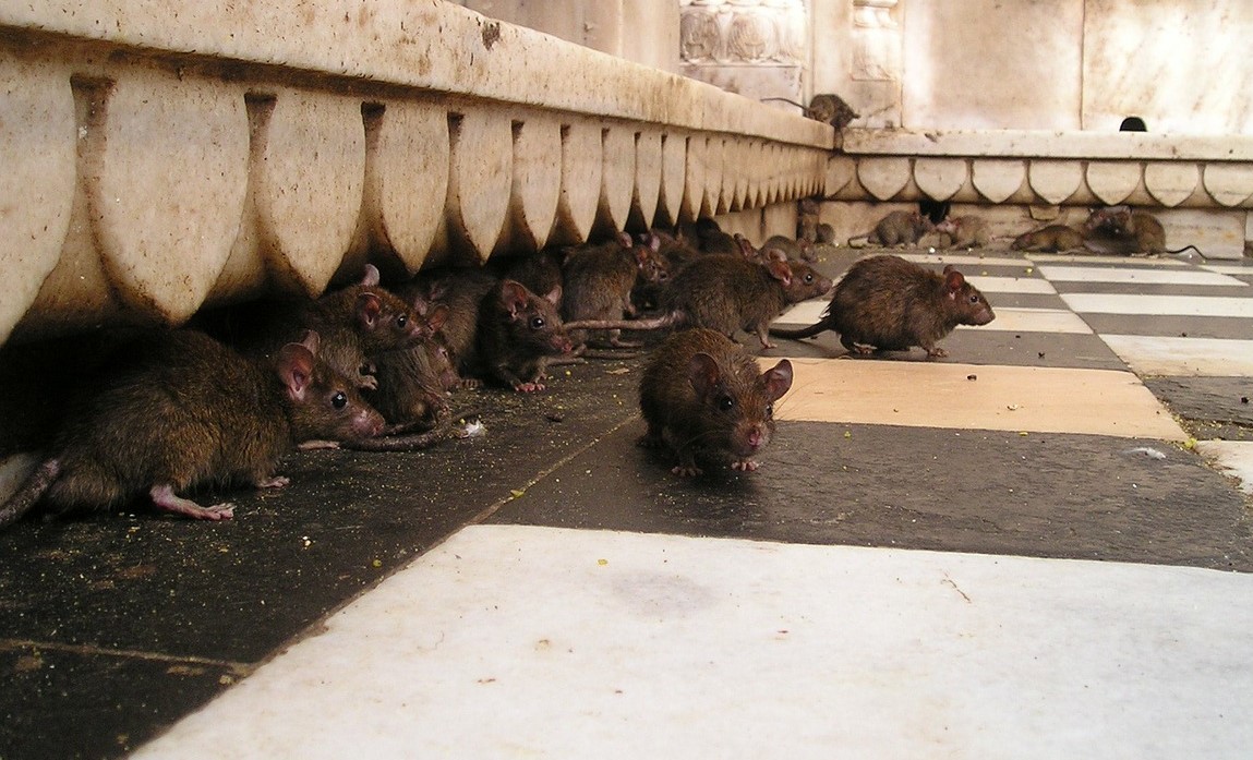 Ratos agressivos surgem de dentro das privadas durante lockdown no Reino Unido