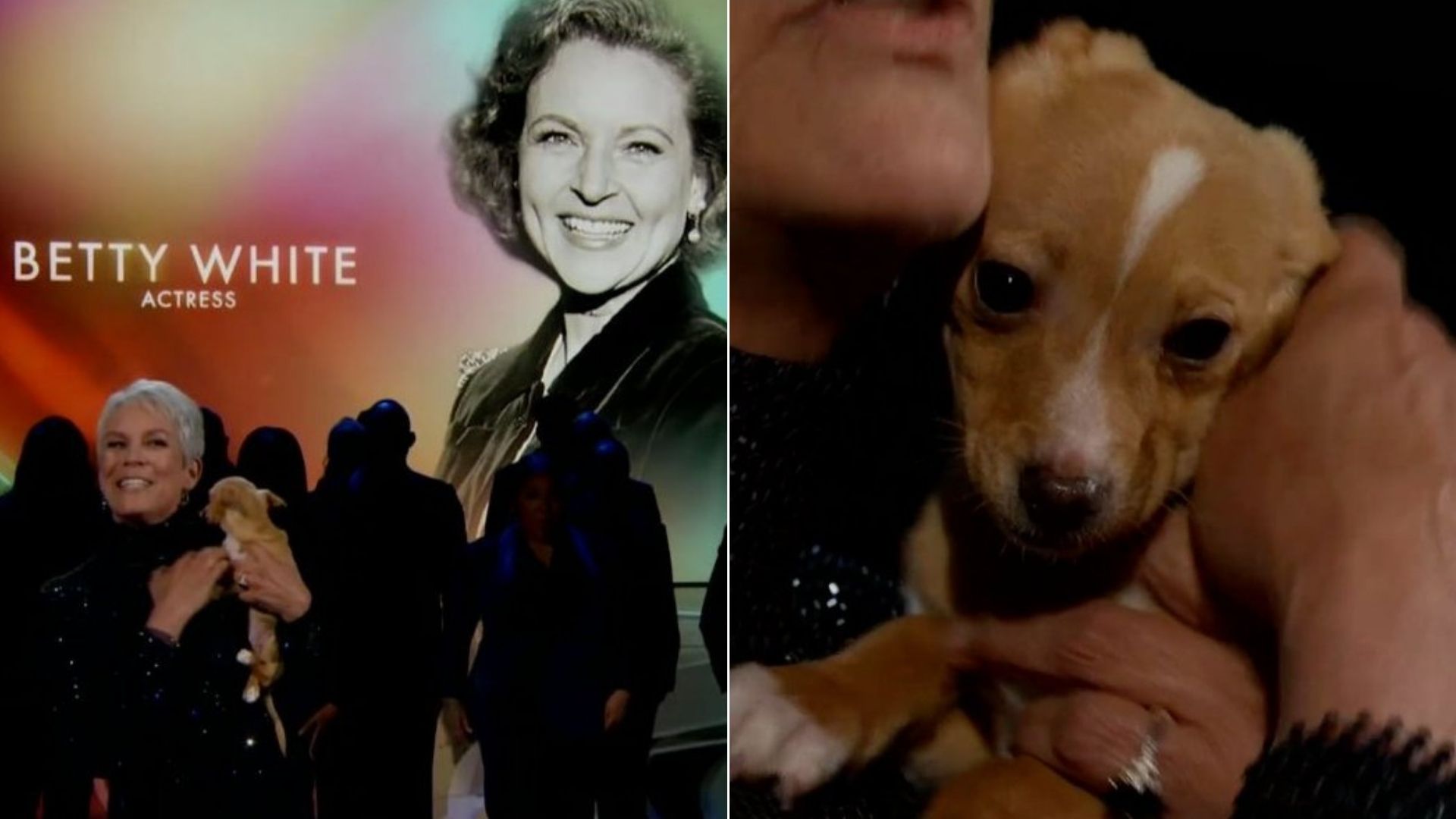 John Travolta adota cachorro que apareceu no Oscar com Jamie Lee Curtis