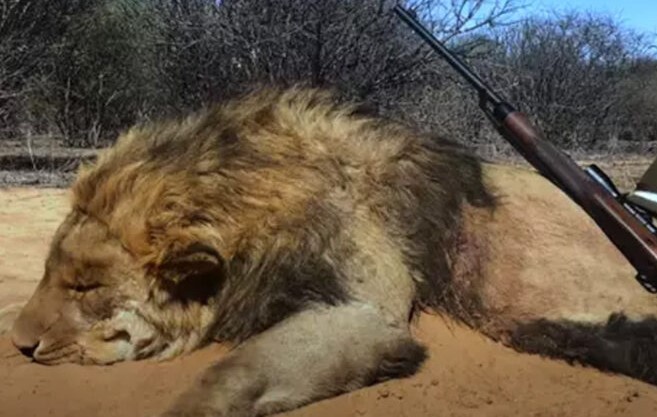 Milhares de leões são criados em cativeiros para serem caçados por turistas na África