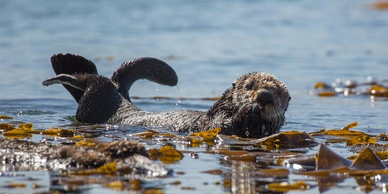 Netflix pede para amantes dos animais evitarem alguns momentos de ‘Nosso Planeta’