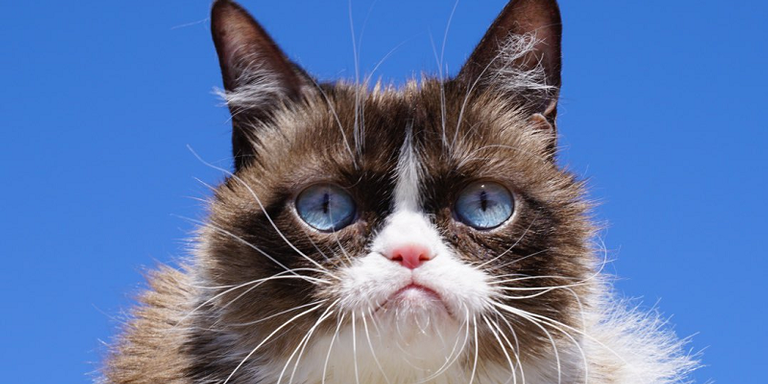 Morre Grumpy Cat, a gatinha rabugenta mais amada da internet