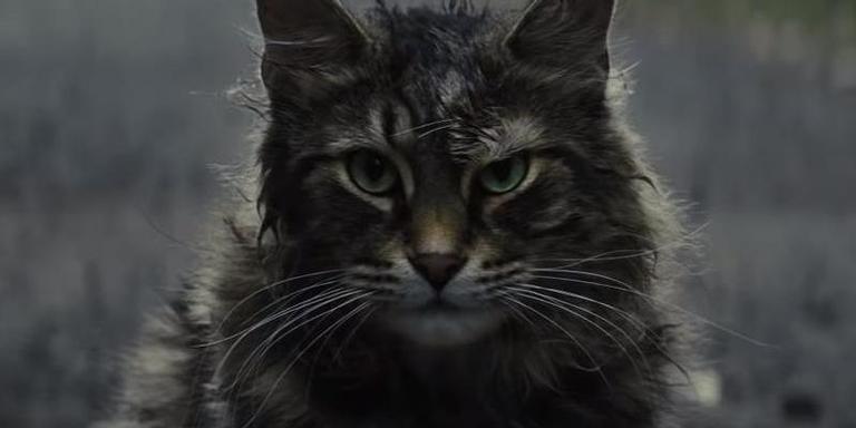 Morre Leo, o gato que estrelou ‘Cemitério Maldito’