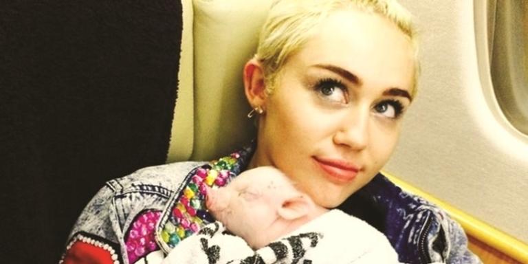 Miley Cyrus anuncia morte de sua porquinha de estimação e faz homenagem emocionante
