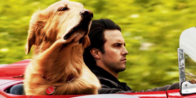 Os 10 melhores filmes sobre cachorros de todos os tempos