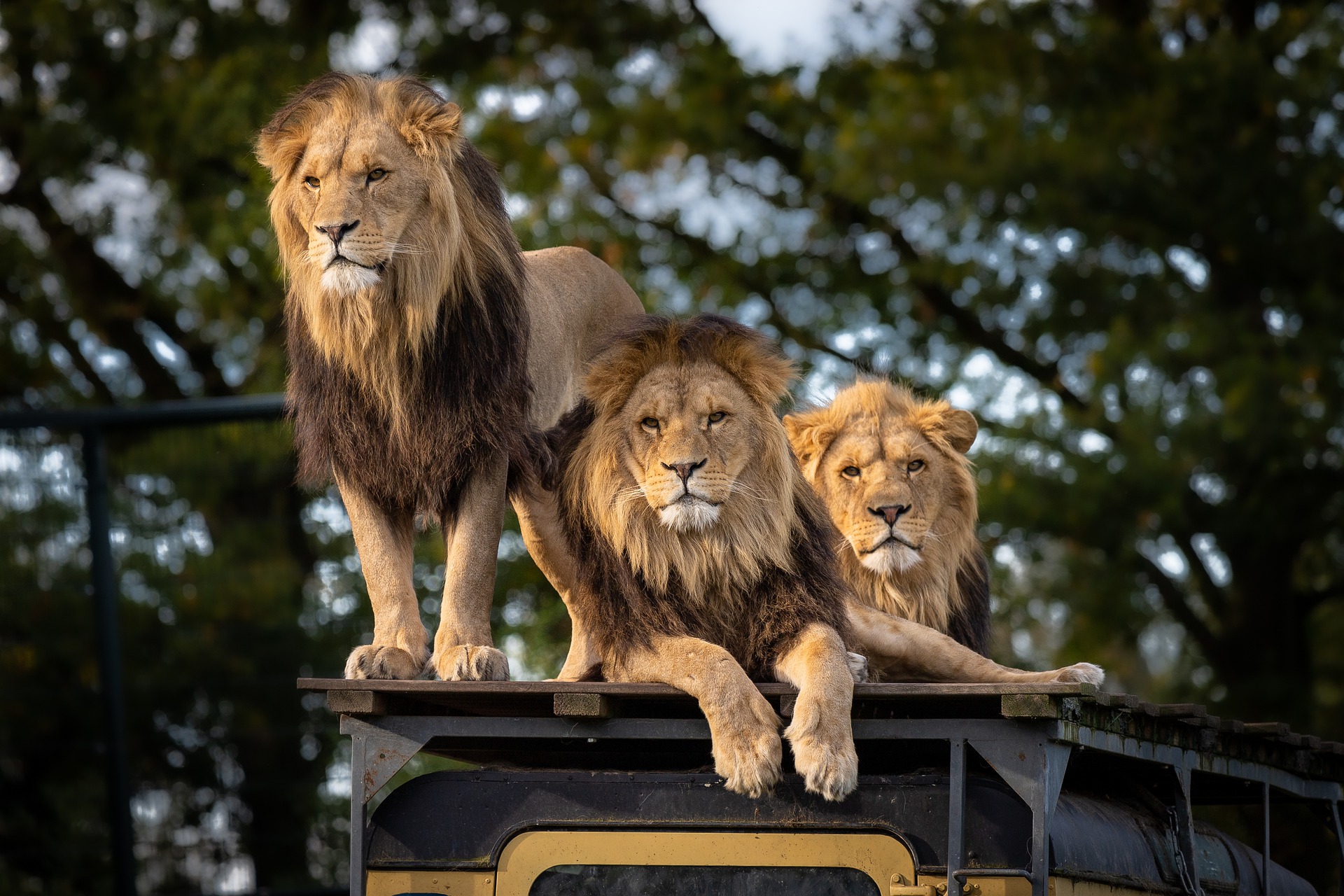 Zoológico afirma que pode matar animais devido à falta de visitantes em meio à pandemia de coronavírus