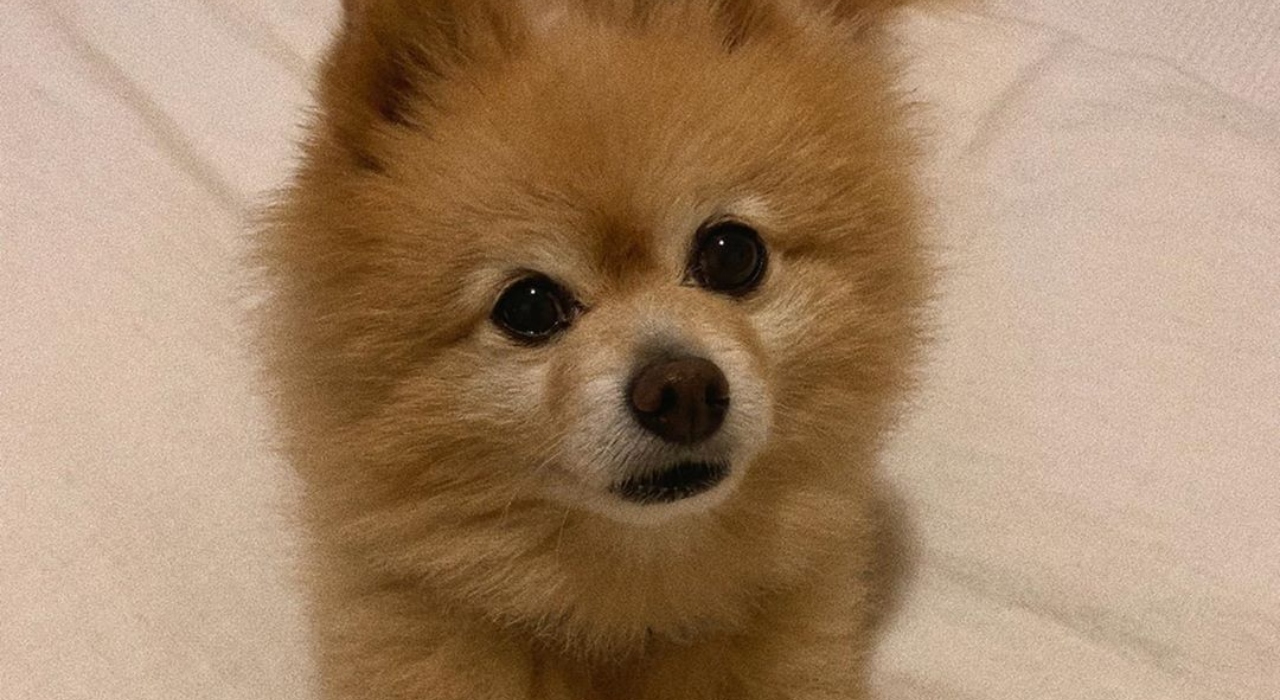 Em quarentena, mulher tenta tosar o cachorro e o resultado é hilário; veja