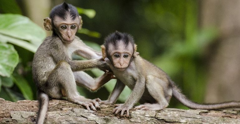 Macacos são escravizados e obrigados a colher milhares de cocos por dia
