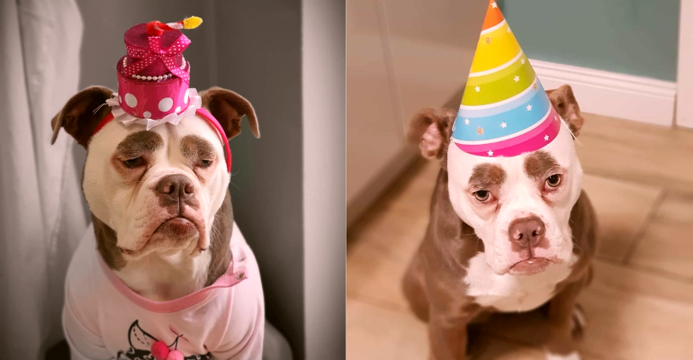 Buldogue faz sucesso na web por parecer estar sempre triste