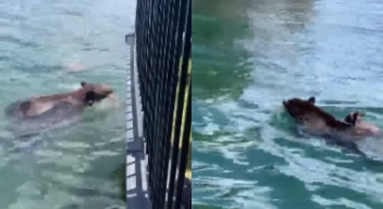 Mamãe urso se esforça para salvar filhote e surpreende equipe de resgate; veja