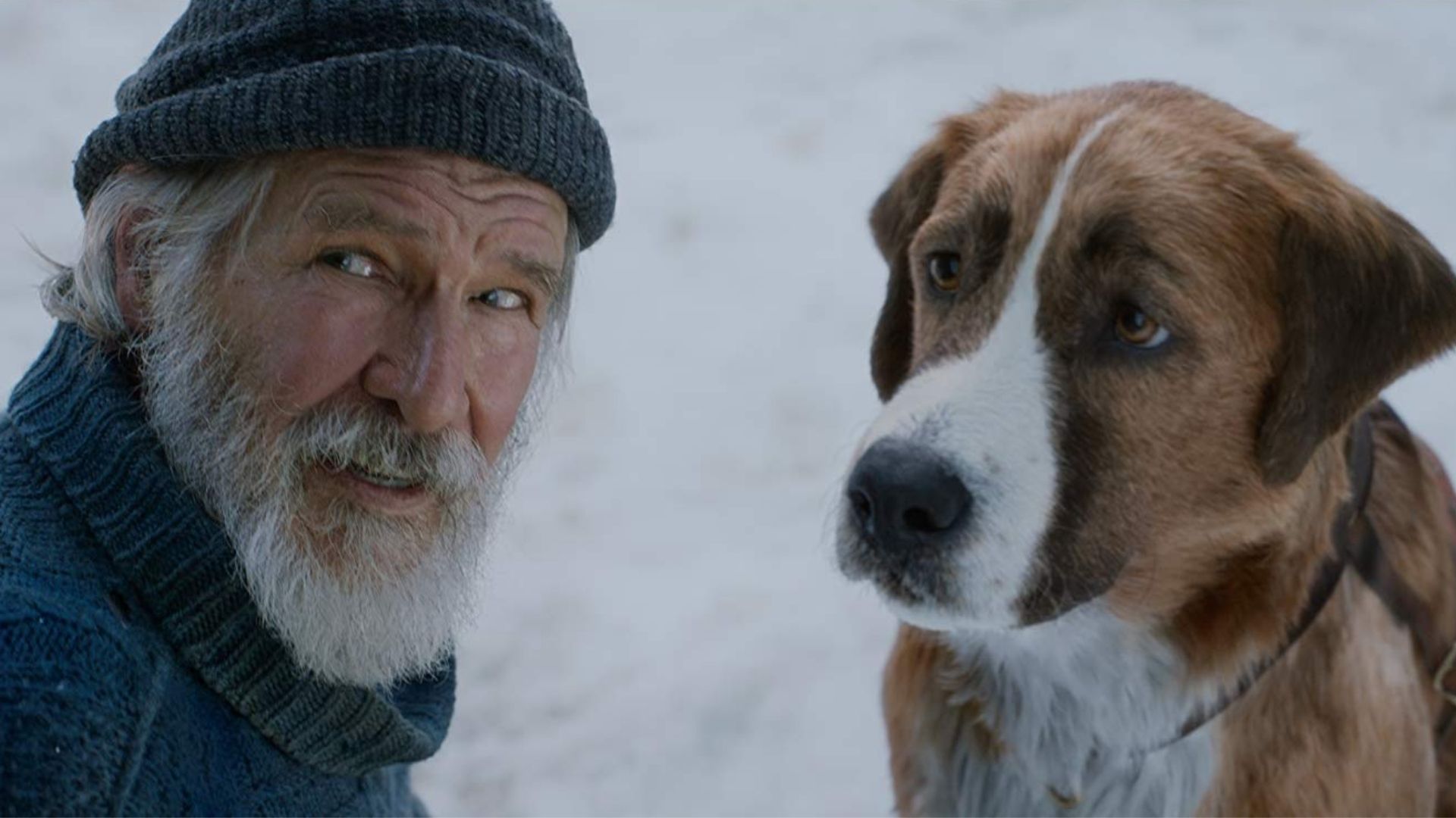 O Chamado da Floresta, filme com Harrison Ford, pode dar prejuízo de US$ 50 milhões para a Disney