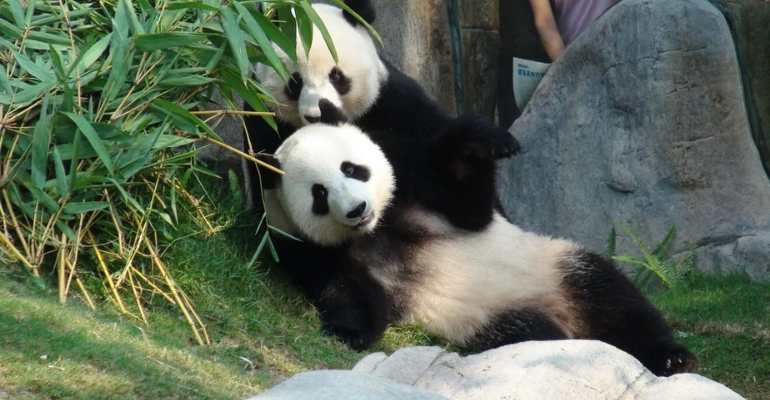 Pandas aproveitam quarentena para acasalar após diversas tentativas frustradas de procriar