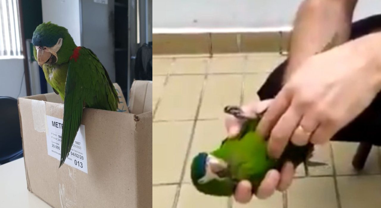 Funcionário do Metrô de SP salva a vida de papagaio com massagem cardíaca; veja