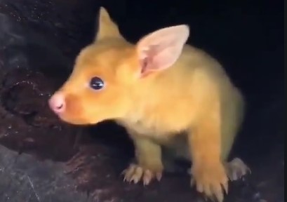 Pikachu da vida real vive na Austrália e chama atenção na web