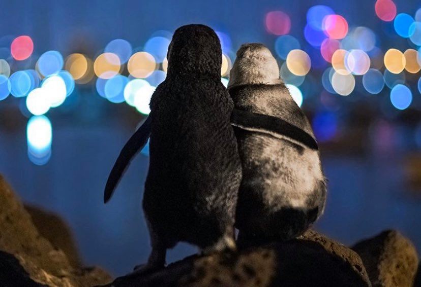 Fotógrafo flagra momento romântico entre casal de pinguins na Austrália