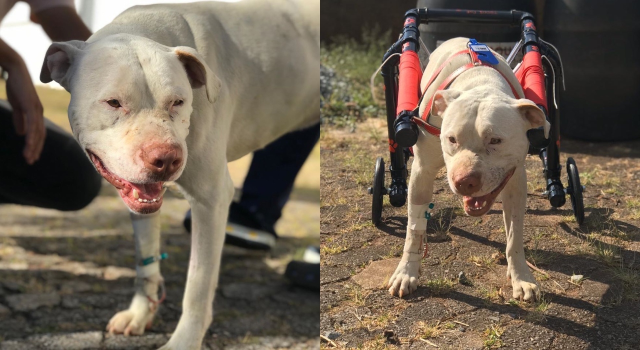 Cachorro que teve patas mutiladas com uma foice ganha cadeira de rodas
