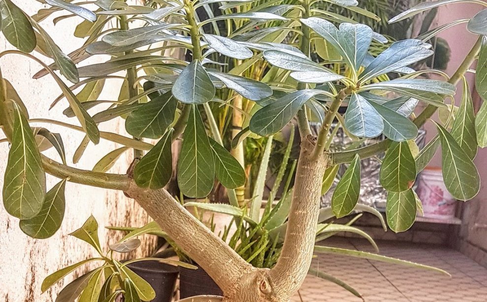 Planta cresce em formato inusitado e surpreende dona; veja