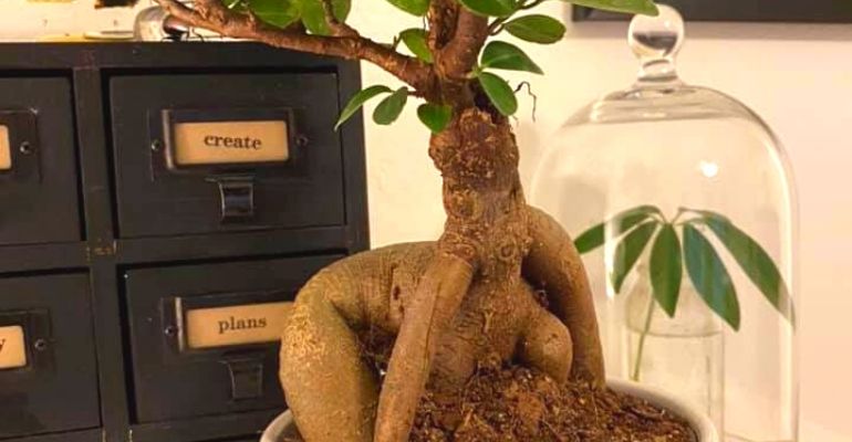 Planta sexy faz autoestima de internautas cair; entenda