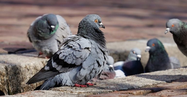 Pombo é preso sob suspeita de espionar território inimigo
