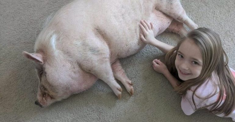 Garota de 9 anos cria organização para salvar porcos abandonados